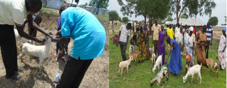 A health worker checks a goat during a distribution