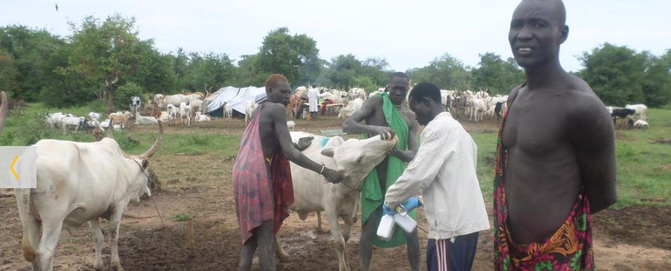Community animal health workers vaccinate cattle