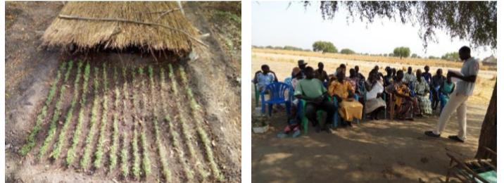 Seedlings under a thatch cover beside a community meeting